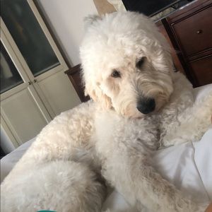 Meet your Posher, Connor